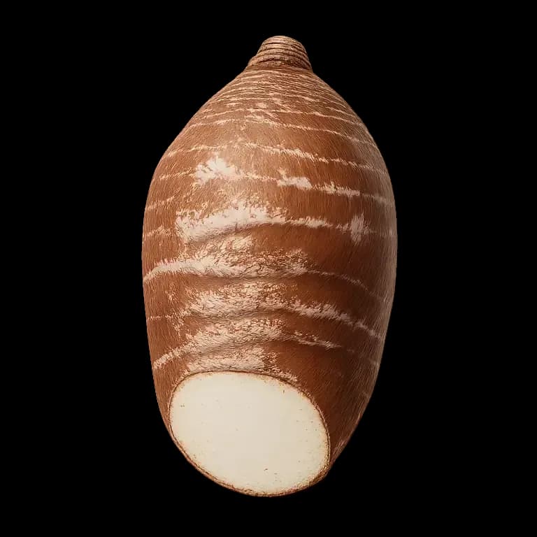 Arrowroot