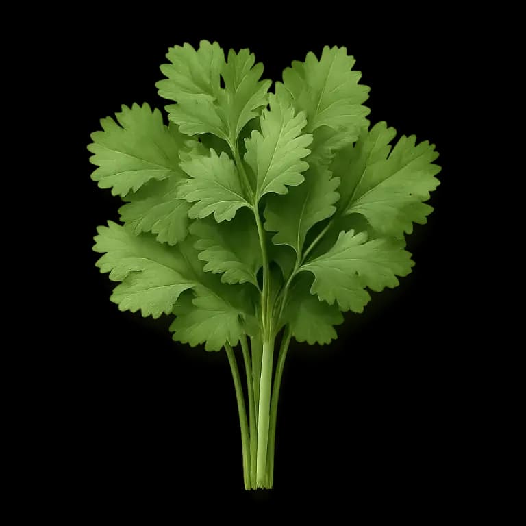Fresh cilantro