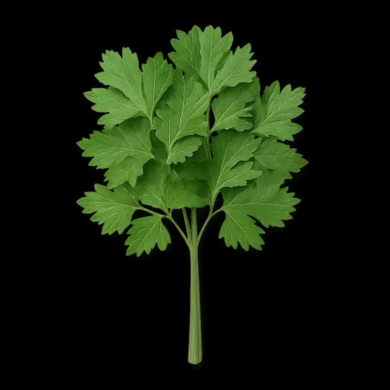 Fresh parsley