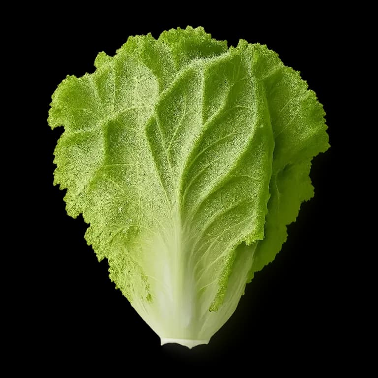 Lettuce