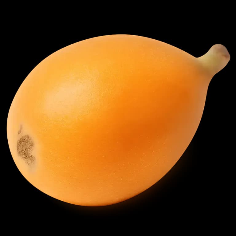 Loquat
