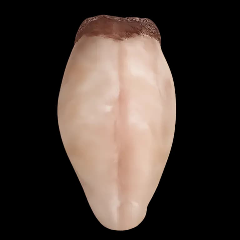 Monkfish