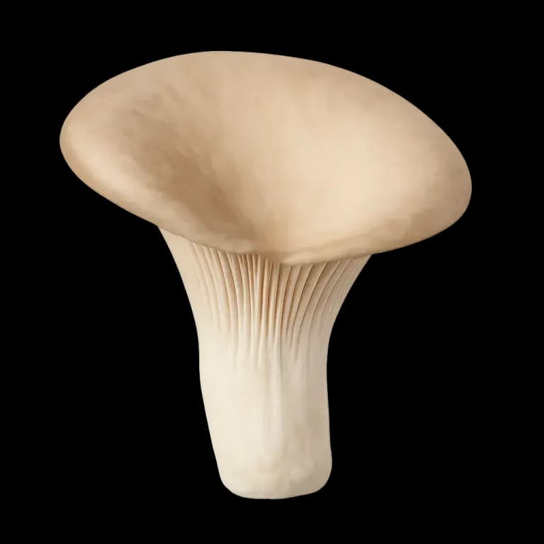 Oyster mushroom