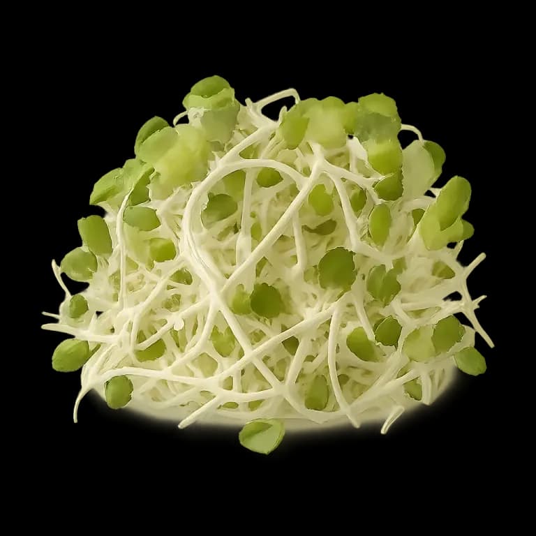Radish sprouts