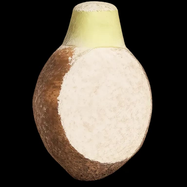 Taro