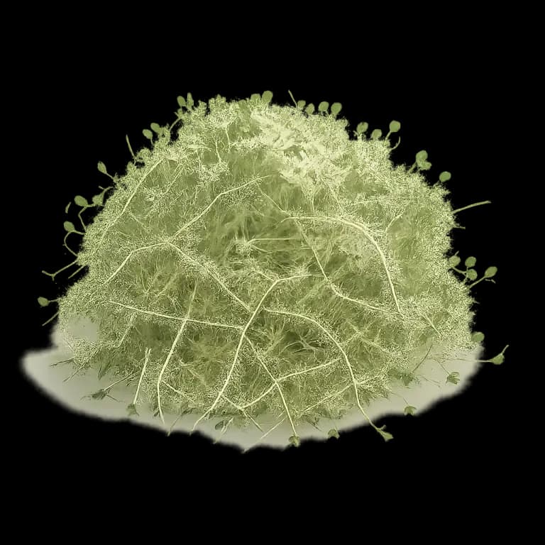 Alfalfa sprouts