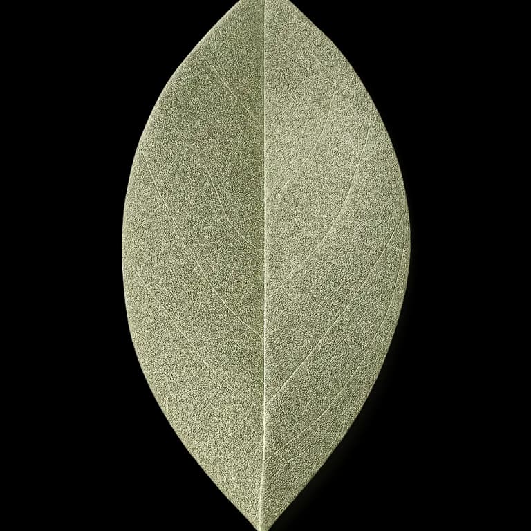 Bay leaf