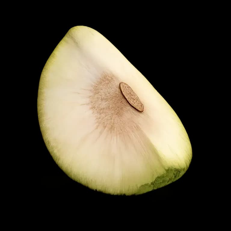 Breadfruit