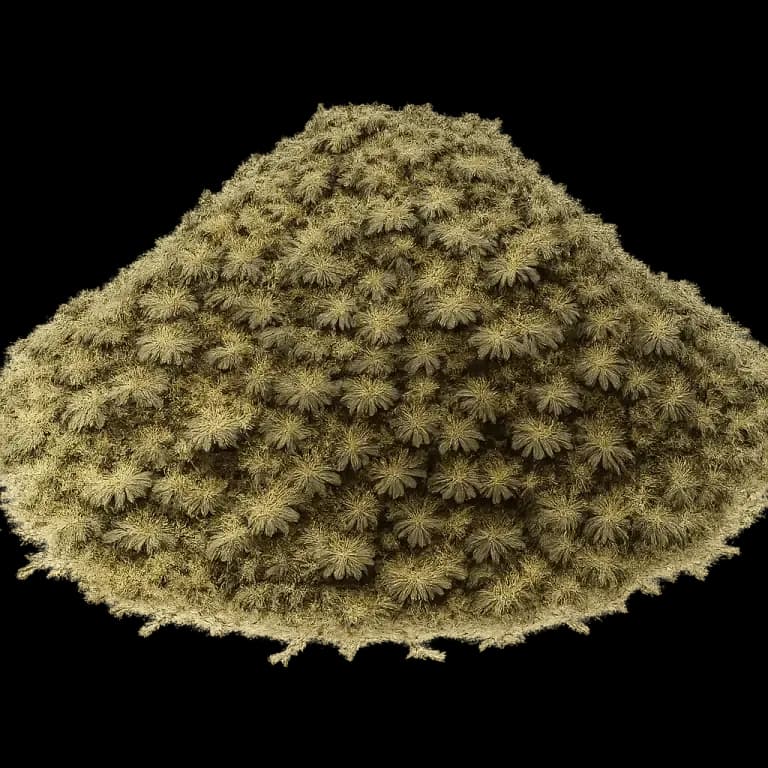 Dried mint