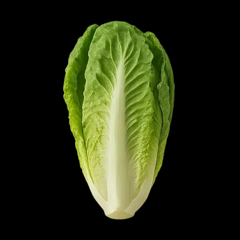 Romaine lettuce