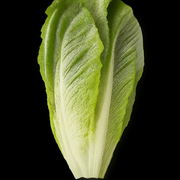 Romaine lettuce (green)