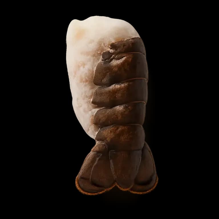 Lobster tail