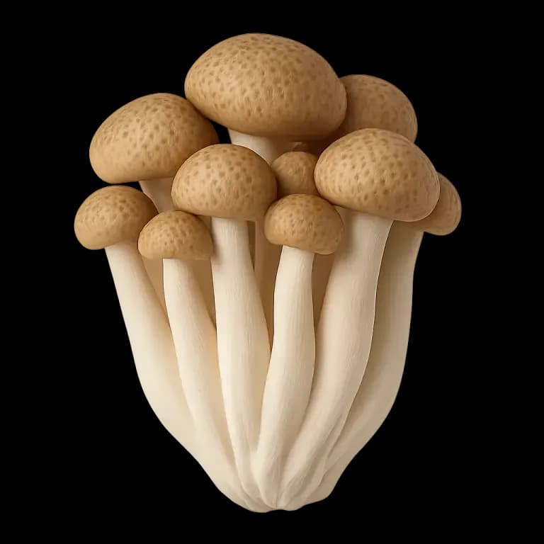 Beech mushroom