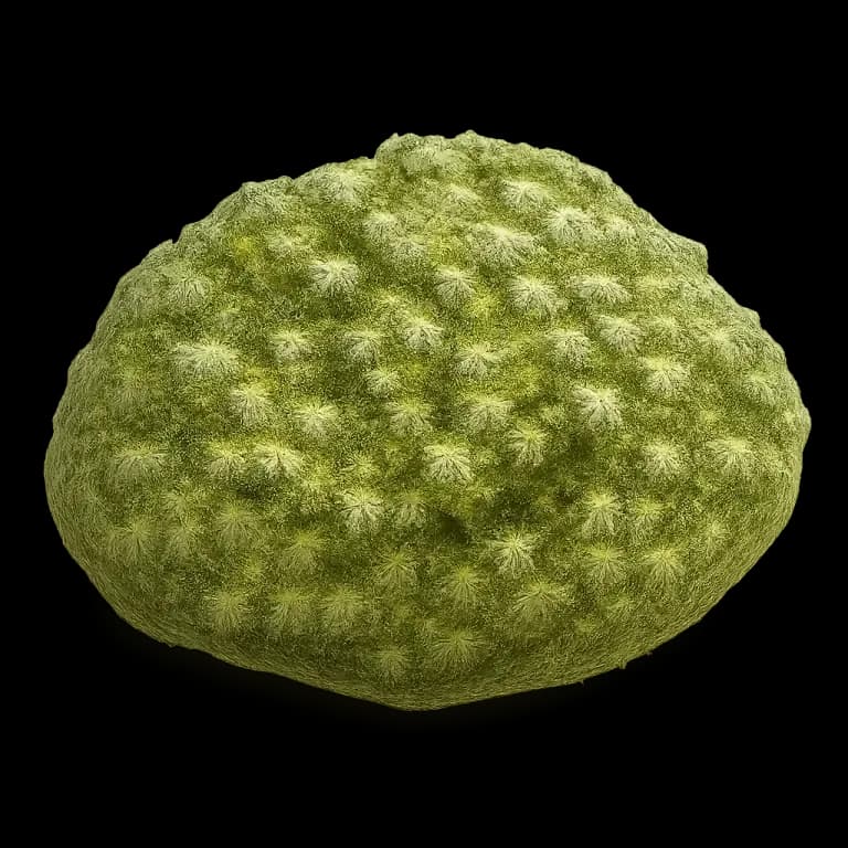 Pesto