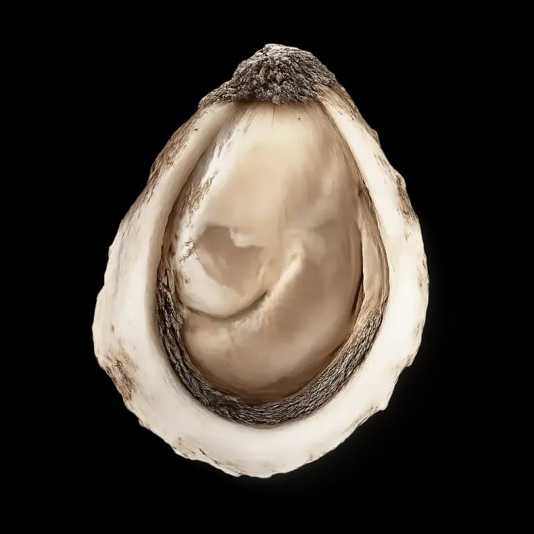 Raw oysters