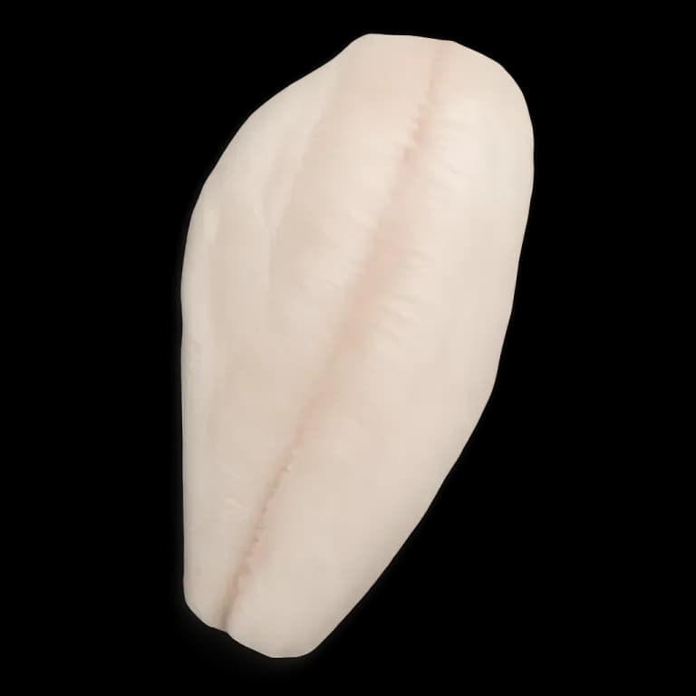 Whitefish